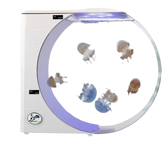 Cách chọn bể nuôi sứa 4L hay 10L cho không gian của bạn